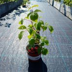 Malina červená, remontantná (Rubus idaeus) ´MEEKER´ - výška 20-30 cm, kont. C1,5L